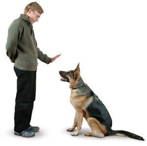 Training Puppies on Secretos Del Adiestramiento Canino   Como Educar Y Adiestrar A Un